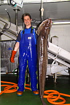 Crewman on a North Sea trawler holding a 25kg ling (Molva molva). 2009