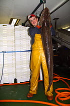Crewman on a North Sea trawler holding a 25kg ling (Molva molva).