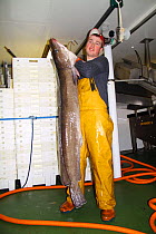 Crewman on a North Sea trawler holding a 25kg ling (Molva molva).