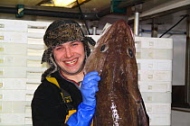 Crewman on a North Sea trawler holding a 25kg ling (Molva molva). Model released.