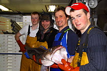 Crewmen on a North Sea trawler holding a 25kg ling (Molva molva).