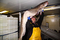 Crewman on a North Sea trawler holding a 25kg ling (Molva molva). Model released.