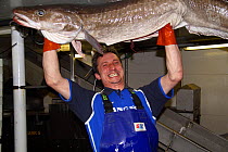 Crewman on a North Sea trawler holding a 25kg hevay ling (Molva molva).