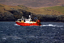 Local Shetland fishing vessel heading to Lerwick to unload its catch of monkfish. March 2009.