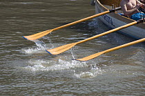 Oars of Cornish pilot gig "Young Bristol" during the "Bristol Challenge" race along the River Avon, March 21st 2009.