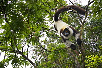 Black and white ruffed lemur (Varecia variegata variegata) coming down a tree, Madagascar, captive