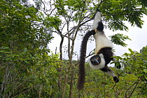 Black and white ruffed lemur (Varecia variegata variegata) hanging from tree, Madagascar, captive