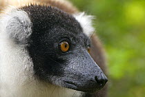 Black and white ruffed lemur (Varecia variegata variegata) portrait, Madagascar, captive
