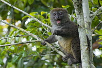 Grey bamboo lemur (Hapalemur griseus griseus) in tree calling, Madagascar, captive