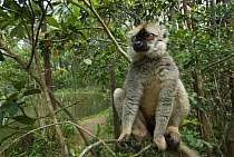 Red fronted brown lemur (Lemur fulvus rufus) sitting in tree, Madagascar