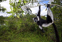 Black and white ruffed lemur (Varecia variegata variegata) hanging from branch, Madagascar, captive