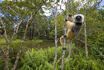 Diademed sifaka (Propithecus diadema diadema) up a tree, Madagascar, captive