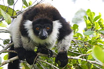 Black and white ruffed lemur (Varecia variegata variegata) in tree, Madagascar, captive