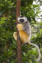 Diademed sifaka (Propithecus diadema diadema) clinging to a tree, Madagascar, captive