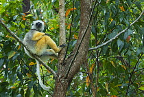 Diademed sifaka (Propithecus diadema diadema) sitting on branch with feet against another, Madagascar, captive