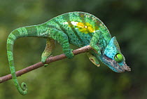 Parson's chameleon (Chamaeleo parsonii) at the end of a small branch, Madagascar