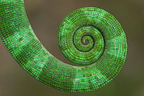 Parson's chameleon (Chamaeleo parsonii) close-up of tail, Madagascar