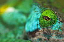 Parson's chameleon (Chamaeleo parsonii) close-up of face, Madagascar