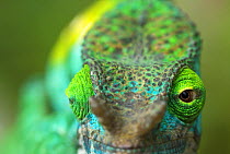Parson's chameleon (Chamaeleo parsonii) close-up showing eyes facing different directions, Madagascar