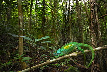 Parson's chameleon (Chamaeleo parsonii) walking along branch, Madagascar