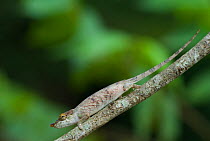 Nose-horned chameleon (Calumma nasuta) on branch about to shed its skin, Madagascar