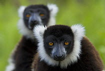 Two Black and white ruffed lemurs (Varecia variegata variegata) captive, Madagascar