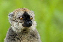 Red fronted brown lemur (Lemur fulvus rufus) portrait, Madagascar