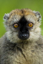 Red fronted brown lemur (Lemur fulvus rufus) portrait, Madagascar