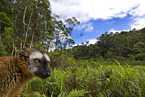 Red fronted brown lemur (Lemur fulvus rufus) Madagascar
