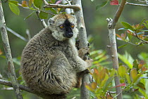 Red fronted brown lemur (Lemur fulvus rufus) sitting in tree, Madagascar