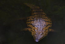 Nile crocodile (Crocodylus niloticus) partially submerged underwater at night, captive, Madagascar