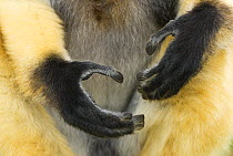 Diademed sifaka (Propithecus diadema diadema) close-up of hands, captive, Madagascar