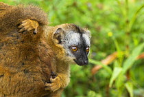 Red fronted brown lemur (Lemur fulvus rufus) baby peering out from behind mother, Madagascar