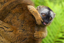 Red fronted brown lemur (Lemur fulvus rufus) baby peering out from behind mother with finger in its mouth, Madagascar