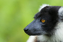 Black and white ruffed lemur (Varecia variegata variegata) portrait, captive, Madagascar
