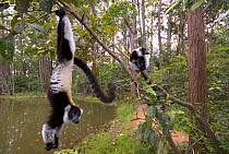 Black and white ruffed lemur (Varecia variegata variegata) hanging from branch with another one sitting on a branch, captive, Madagascar