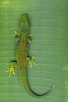 Peacock day gecko (Phelsuma quadriocellata) on leaf, Madagascar