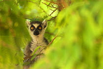 Ring-tailed lemur (Lemur catta) in vegetation, Berenty Reserve, Madagascar