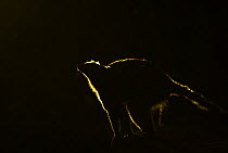 Ring-tailed lemur (Lemur catta) silhouetted with light from behind at night, Berenty Reserve, Madagscar