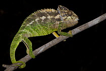 Warty chameleon (Chamaeleo verrucosus) walking along branch, Berenty Reserve, Madagascar