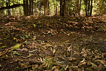 Madagascar ground boa  (Acrantophis madagascariensis) Berenty Reserve, Madagascar