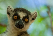 Ring-tailed lemur (Lemur catta) portrait, Berenty Reserve, Madagascar