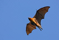 RF- Madagascar fruit bat / flying fox (Pteropus rufus) Berenty reserve, Madagascar, Africa. (This image may be licensed either as rights managed or royalty free.)