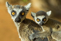 Ring-tailed lemur (Lemur catta) with young, Berenty Reserve, Madagascar