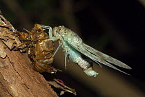 Cicada (Cicada sp.) having just emerged from its larval case, Madagascar