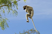 Verreaux's sifaka (Propithecus verreauxi) jumping,  Berenty Reserve, Madagascar