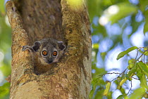White footed sportive lemur (Lepilemur leucopus) looking out from a hole in a tree, Berenty reserve, Madagascar