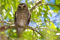 White-browed Hawk Owl (Ninox superciliaris) on a branch, Berenty Reserve, Madagascar