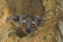 White footed sportive lemur (Lepilemur leucopus) looking out from a hole in a tree, Berenty reserve, Madagascar