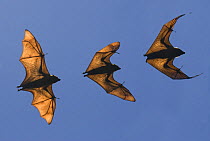 Madagascar fruit bat / flying fox (Pteropus rufus) Berenty Reserve, Madagascar (Digital composite)
